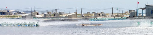 Phosphorus Reducing Concentrate
